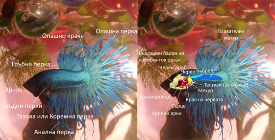 ImageBetta