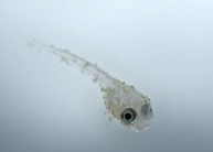 Мъжкия строи гнездо ImageBetta