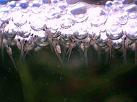 Мъжкия строи гнездо ImageBetta