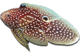 ImageMarineBetta