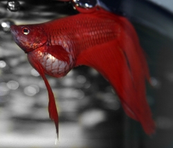 Мъжкия строи гнездо ImageBetta