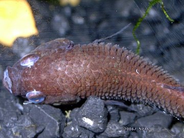 Мъжкия строи гнездо ImageBetta
